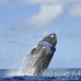whale_humpback_h_00396_dom2443.jpg